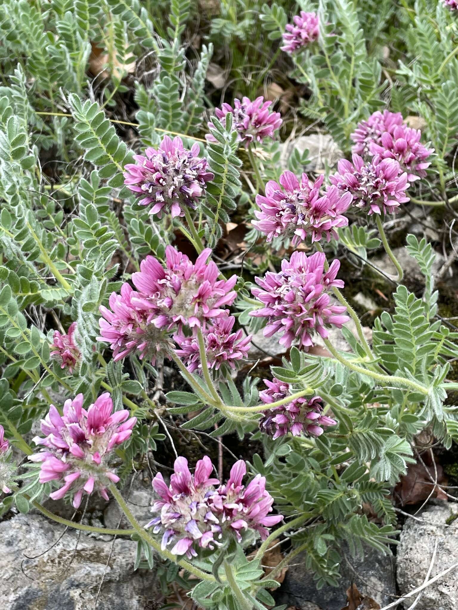 Image of Mountain Kidney Vetch