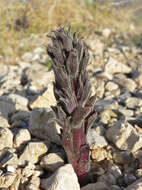 Image of desert broomrape