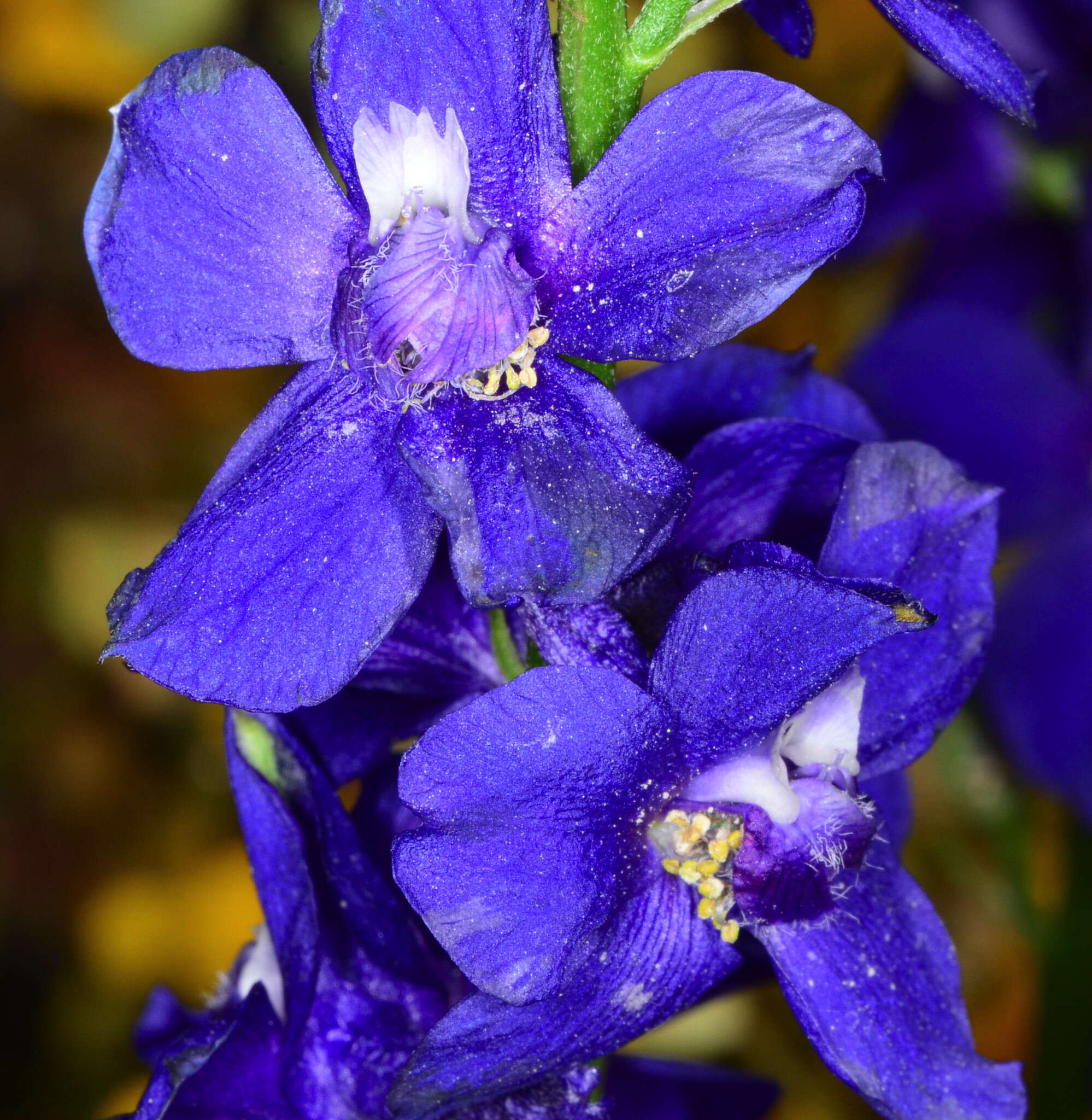 Image of royal larkspur