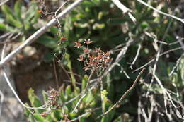 Imagem de Tylecodon leucothrix (C. A. Smith) H. Tölken