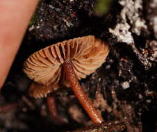 Image of Inocybe fibrillosibrunnea O. K. Mill. & R. N. Hilton 1987