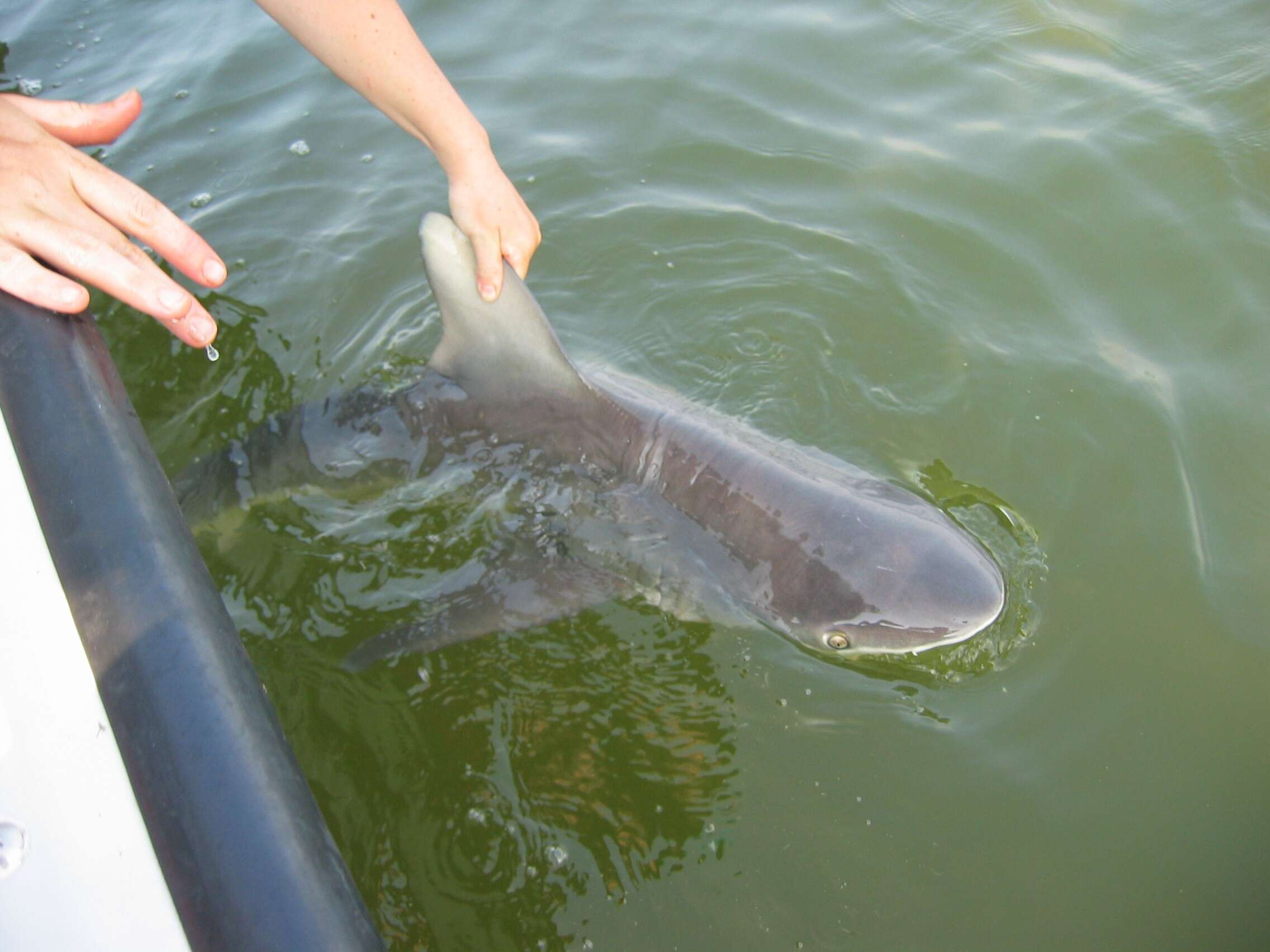 Image of Sandbar Shark