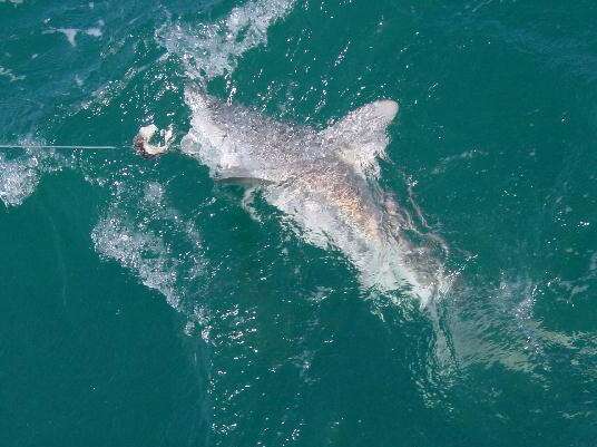 Image of Sandbar Shark