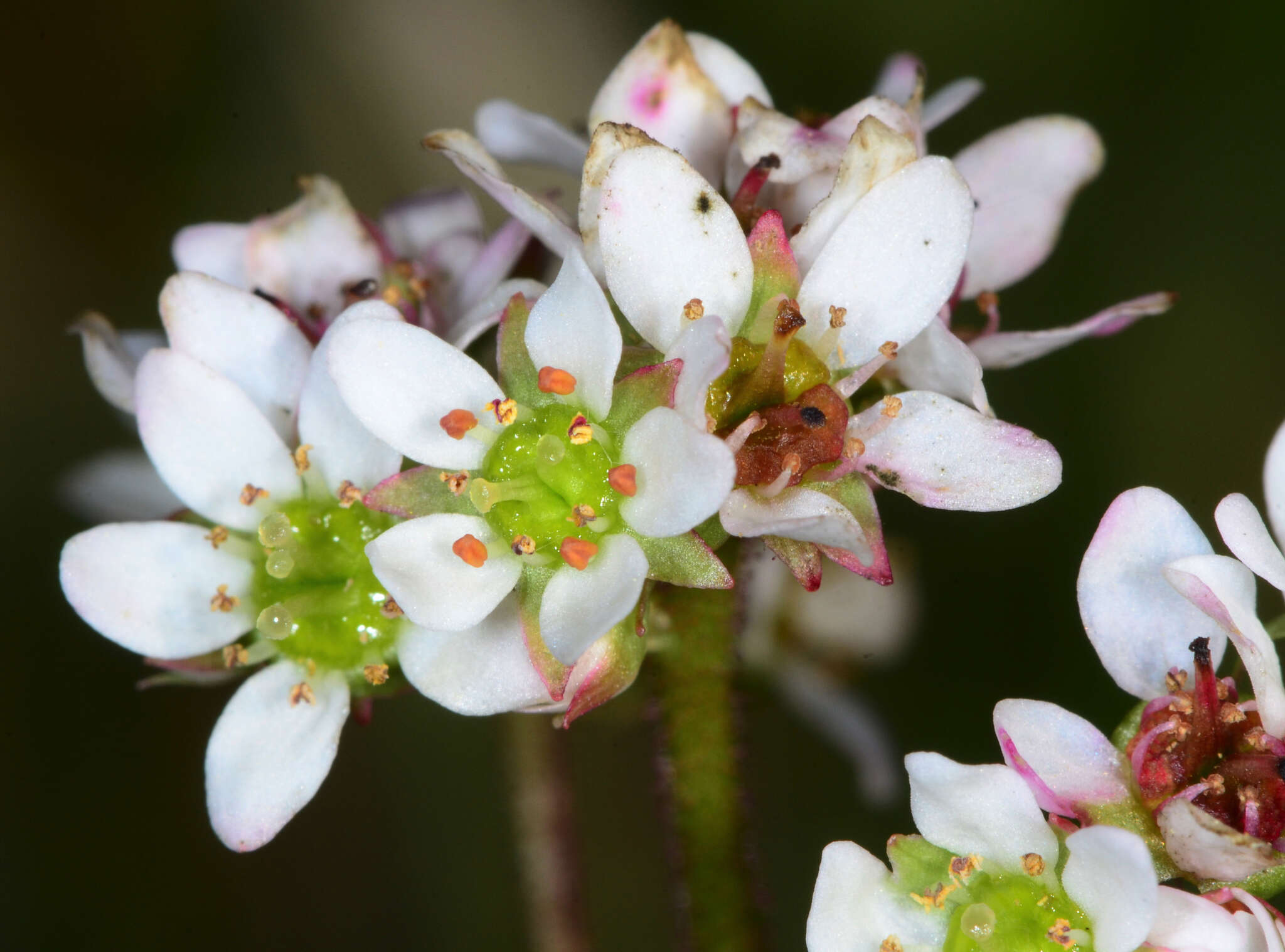 Imagem de Micranthes integrifolia (Hook.) Small