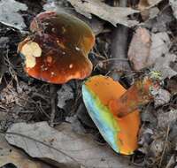 Image of Neoboletus luridiformis (Rostk.) Gelardi, Simonini & Vizzini 2014