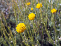 Sivun Santolina rosmarinifolia L. kuva