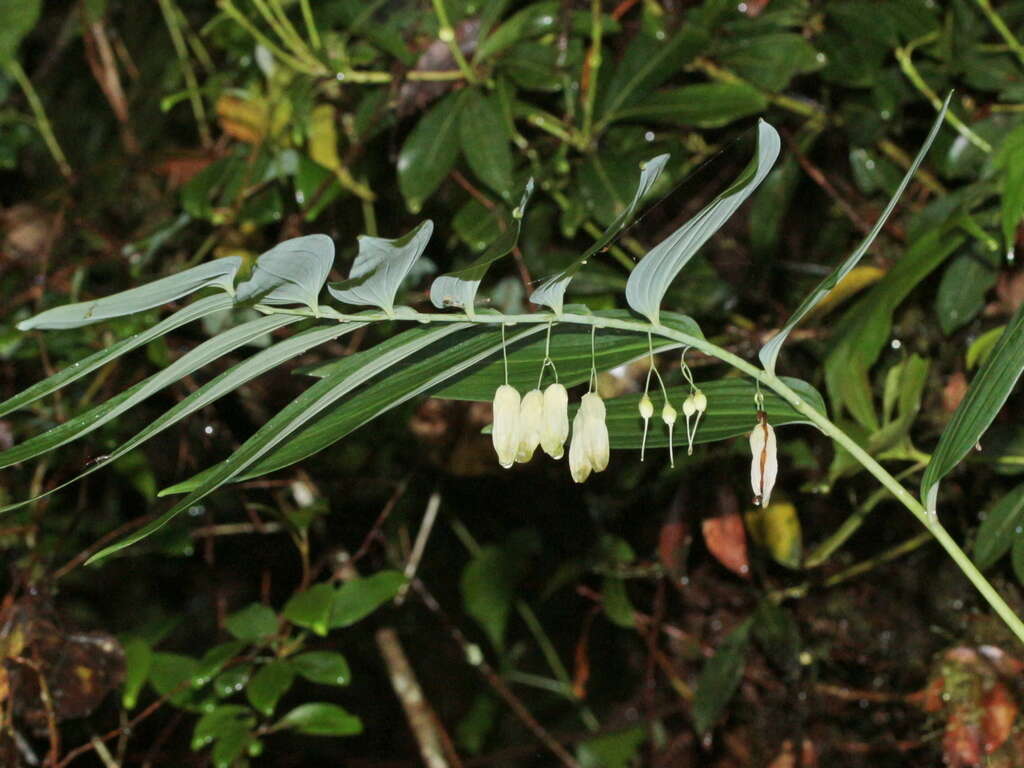 Image of Polygonatum arisanense Hayata