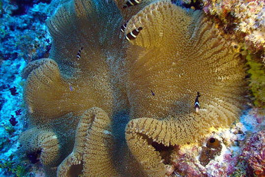 Image of Maroon clownfish