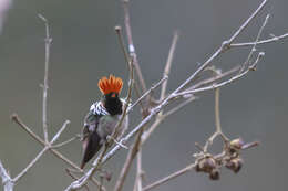 Lophornis magnificus (Vieillot 1817) resmi