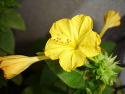 Image of Four o'Clock flower