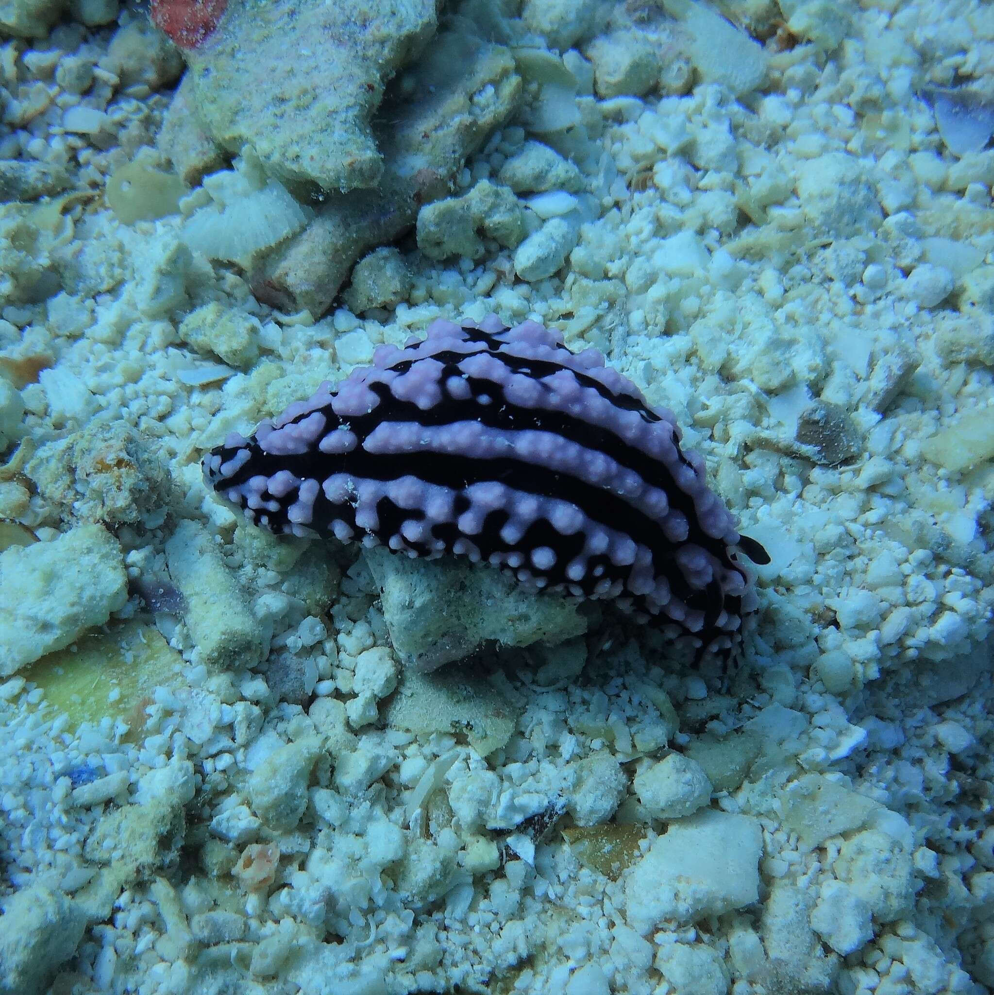 Image of Phyllidiella zeylanica (Kelaart 1859)