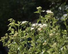 صورة Ageratina herbacea (A. Gray) R. King & H. Rob.