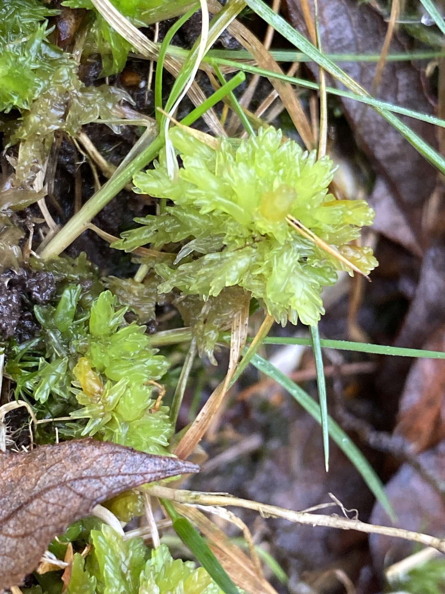 Image of Low sphagnum moss