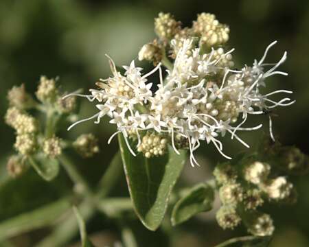 Image of fragrant snakeroot