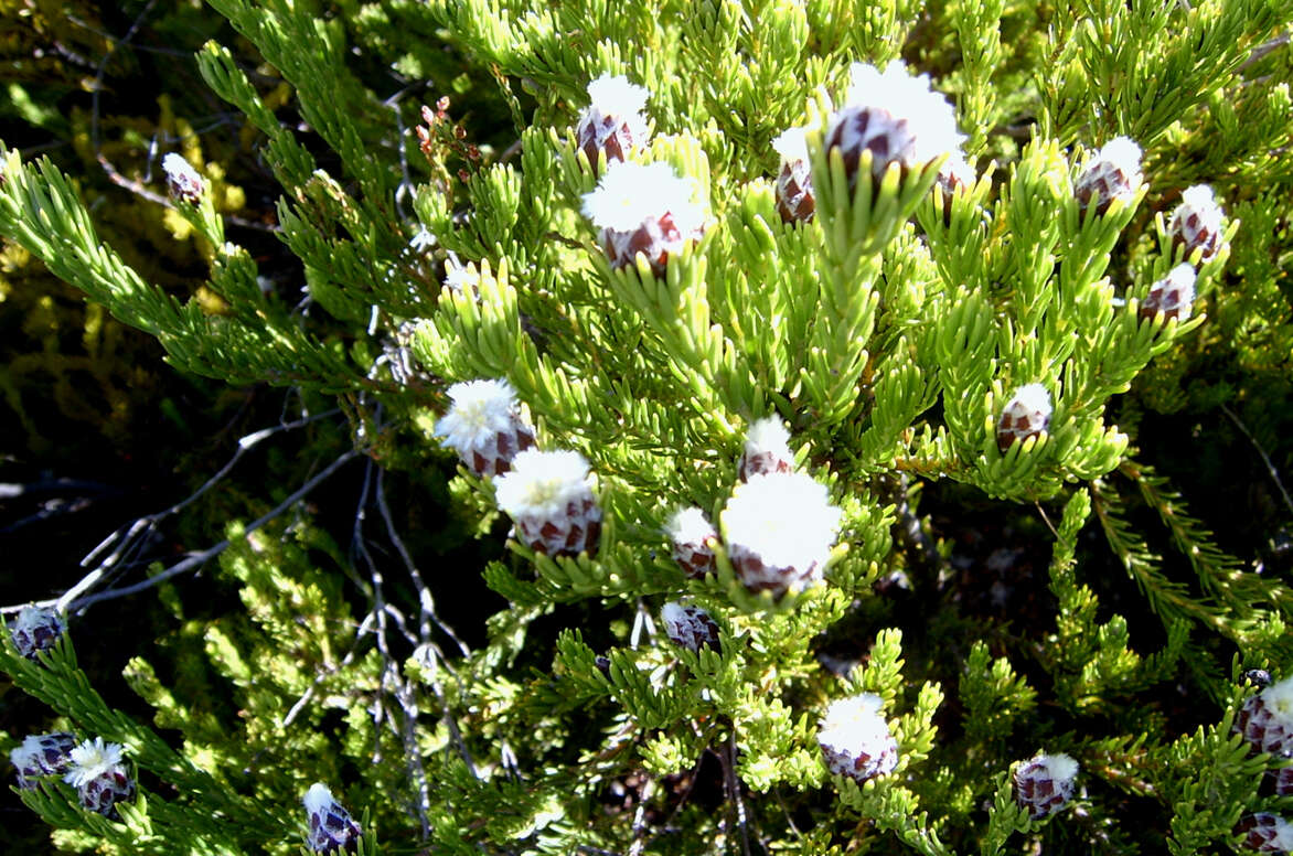 Image of Leucadendron sorocephalodes Phillips & Hutchinson