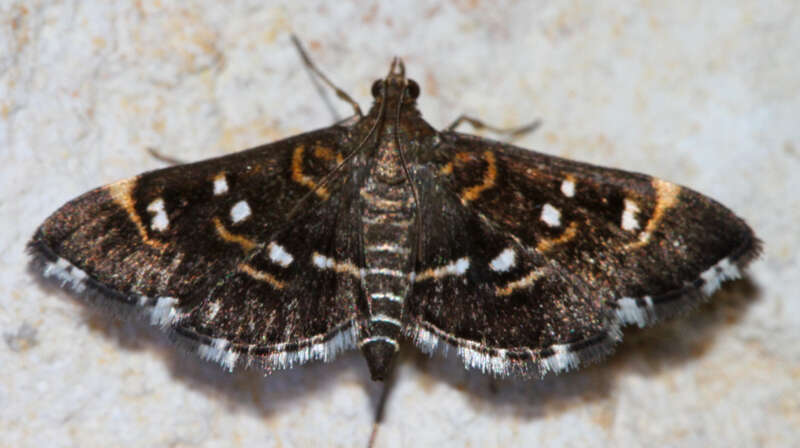 Image of Diathrausta harlequinalis Dyar 1914