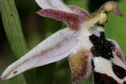 Слика од Ophrys reinholdii subsp. reinholdii