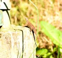 Sivun Sceloporus cryptus Smith & Lynch 1967 kuva