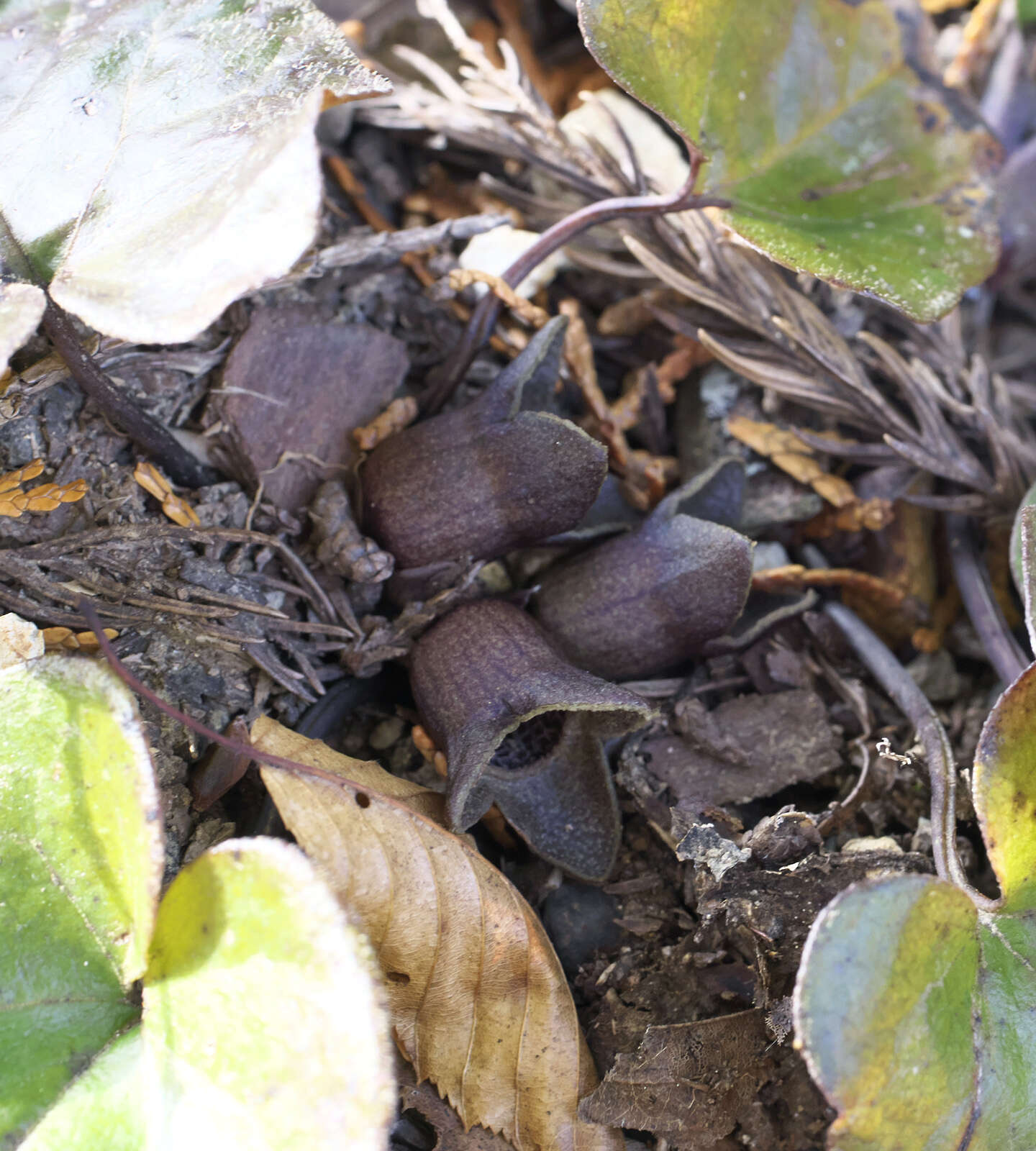 Image of Asarum fauriei var. takaoi (F. Maek.) T. Sugaw.