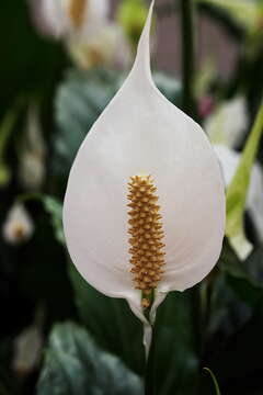 Image de Spathiphyllum floribundum (Linden & André) N. E. Br.