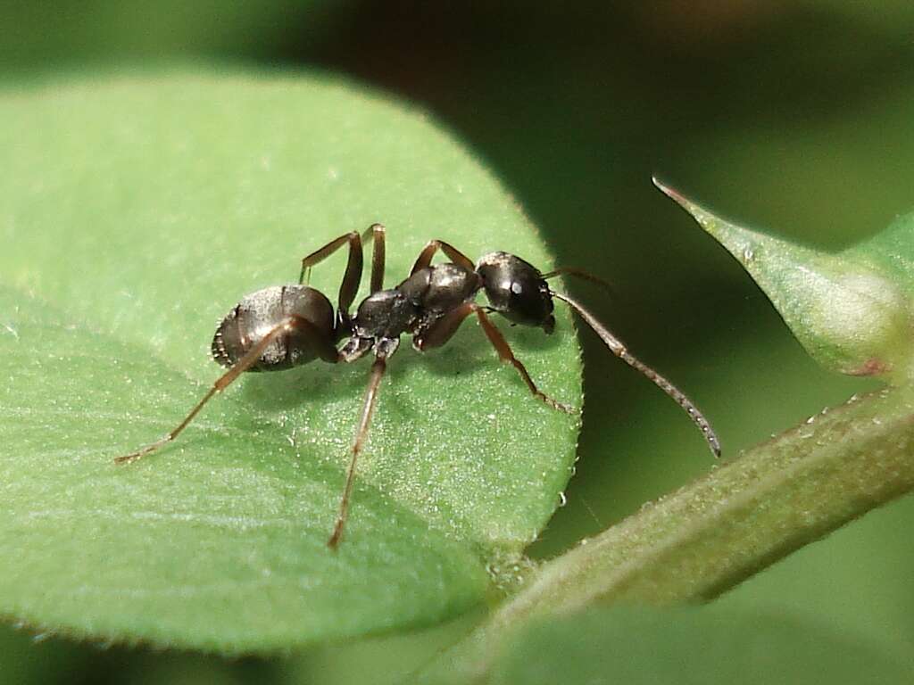 Слика од Formica fusca Linnaeus 1758