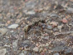 Слика од Formica fusca Linnaeus 1758