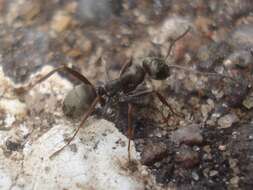 Image of Negro ant