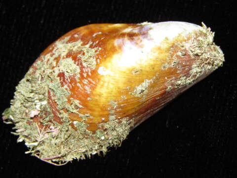 Image of Modiolus areolatus (Gould 1850)