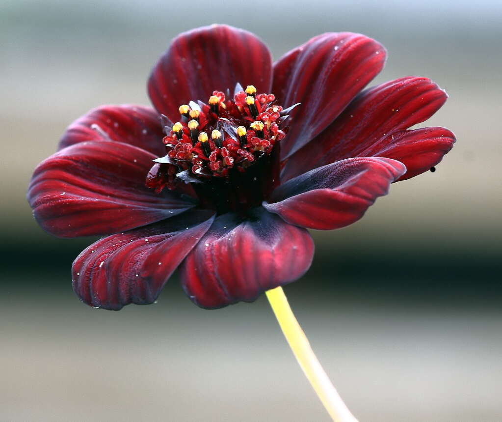 Image of Chocolate Cosmos