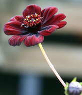 Image of Chocolate Cosmos