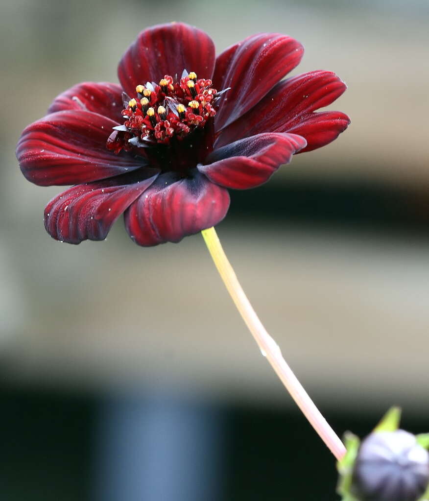 Image of Chocolate Cosmos