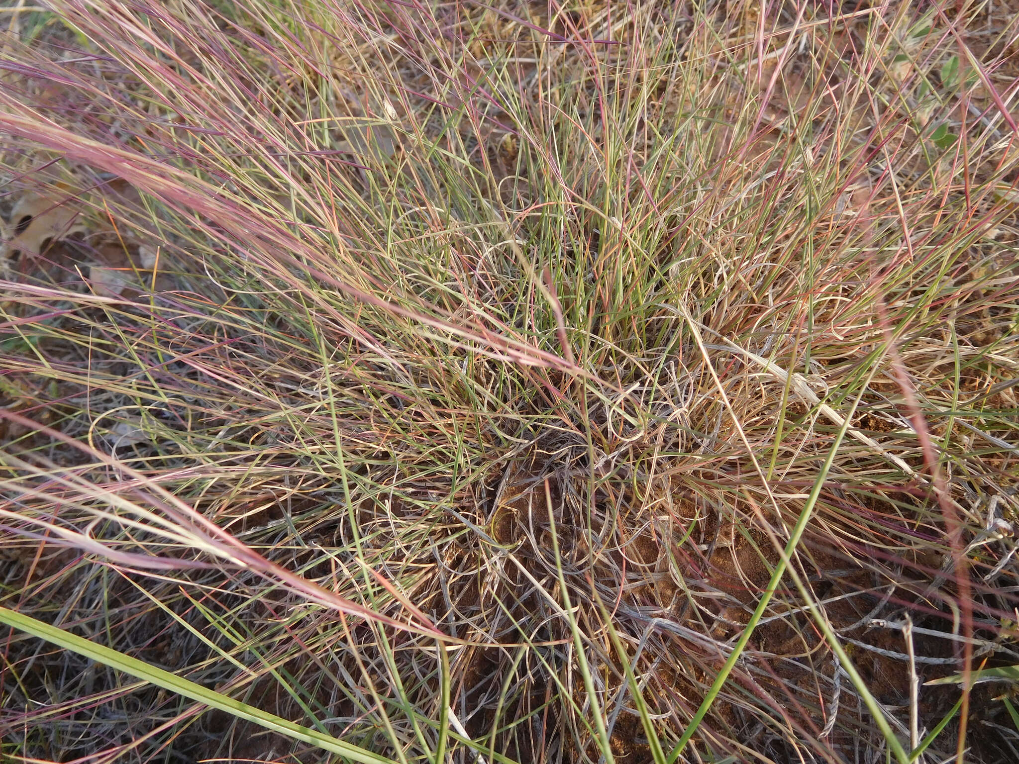 Aristida purpurea Nutt.的圖片