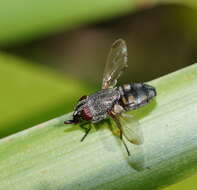 Stomorhina subapicalis (Macquart 1847)的圖片