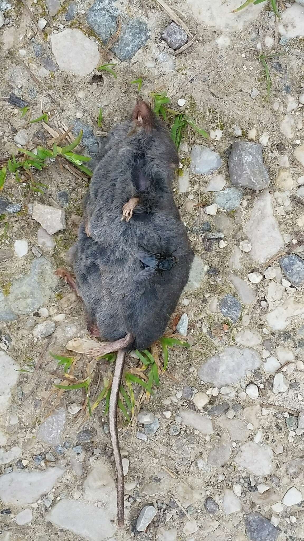 Image of Alpine Shrew