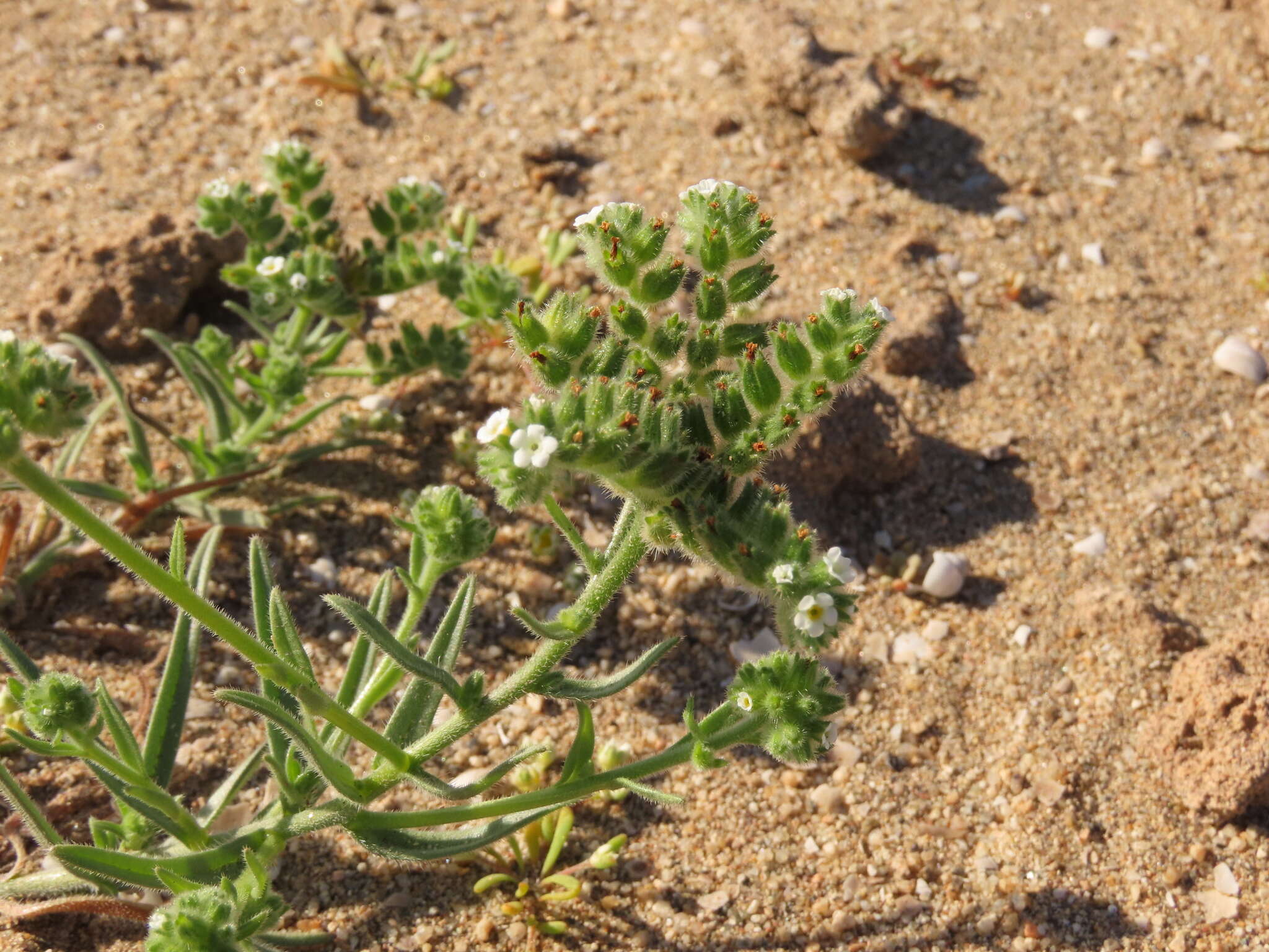 Image de Cryptantha kingii (Phil.) Reiche