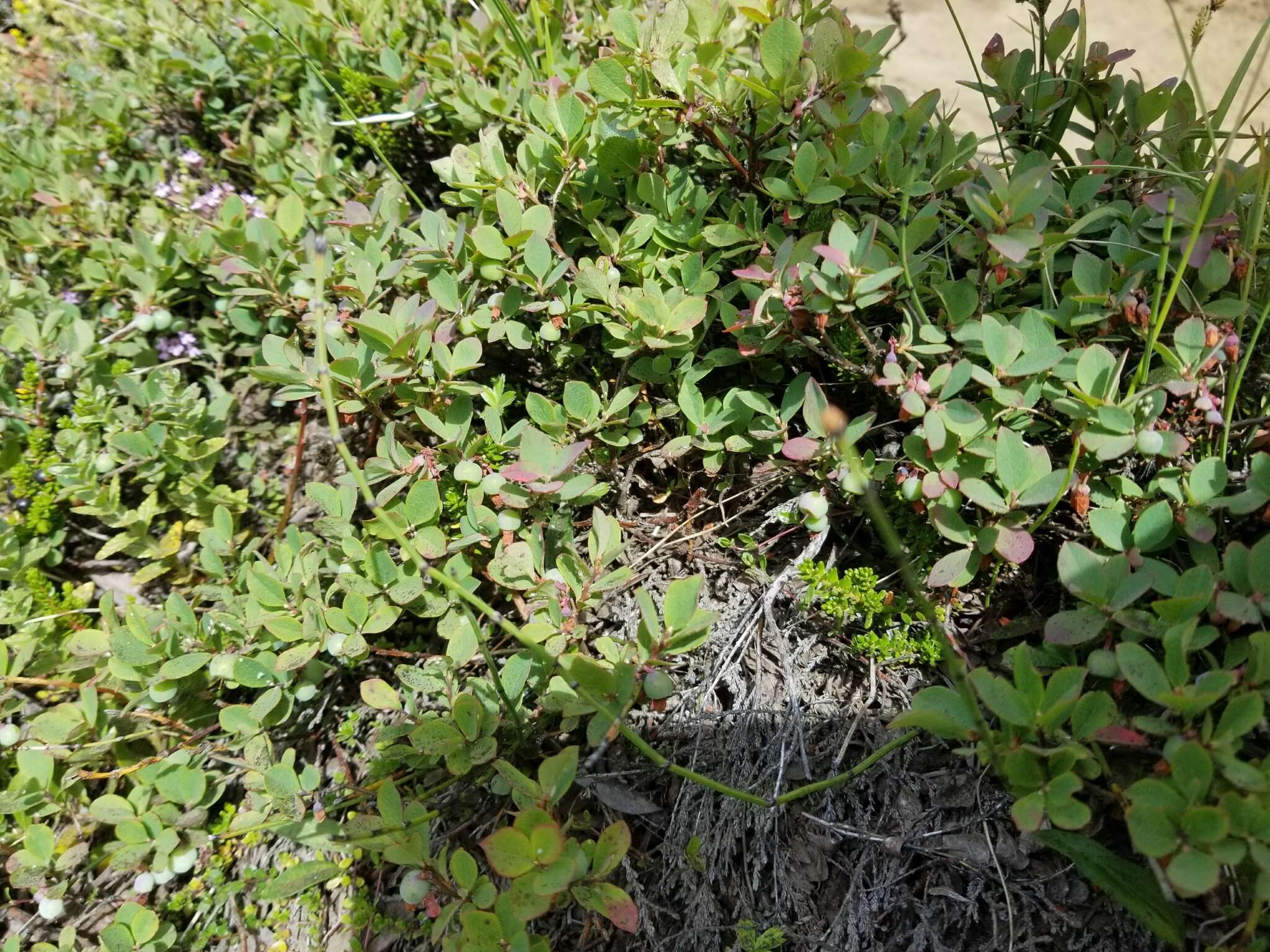 Image of alpine bilberry