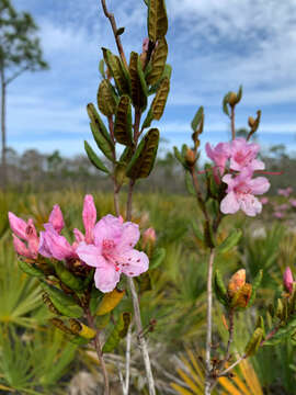 Image of Chapman's Rhododendron