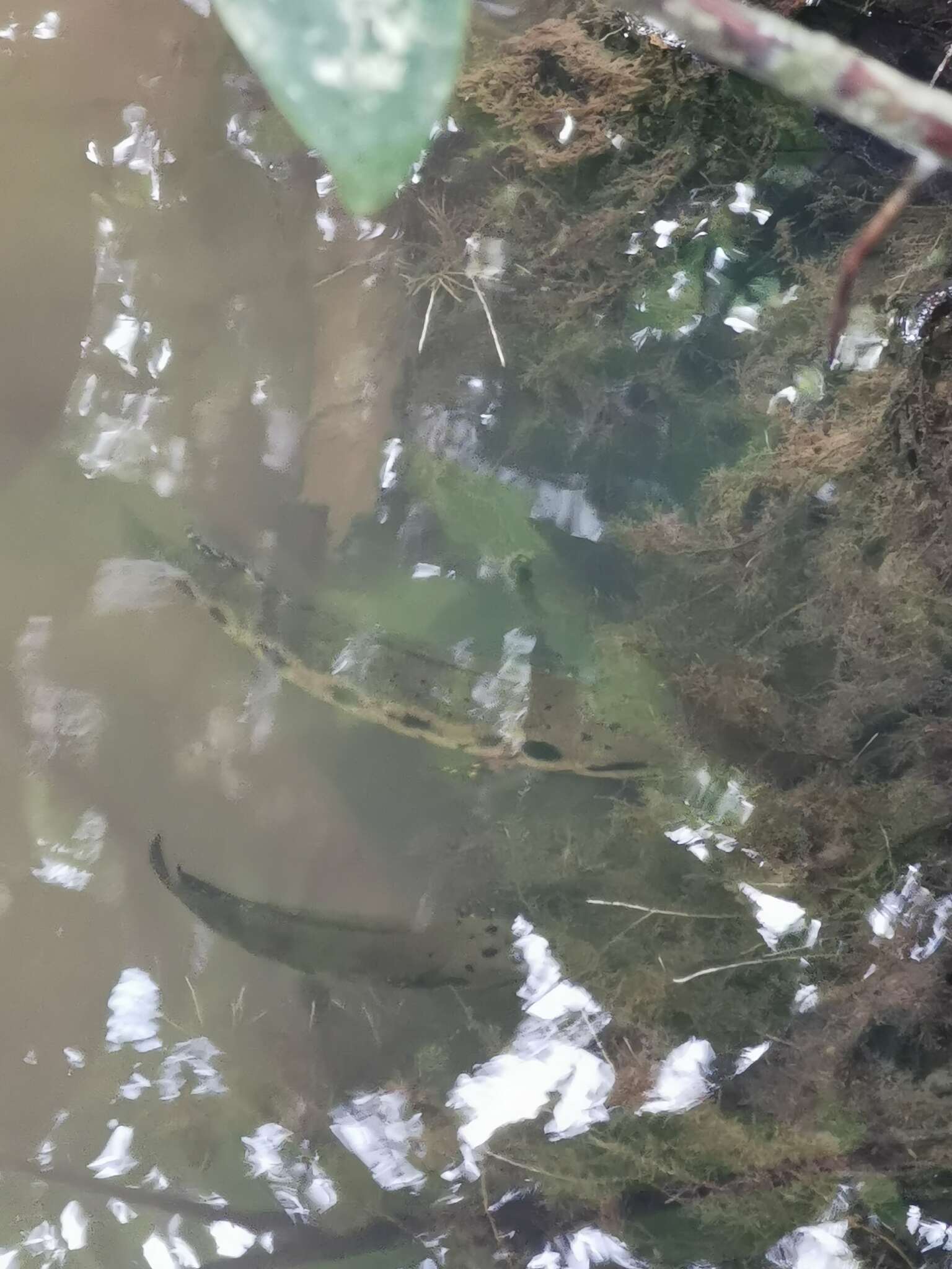 Image of Forest Snakehead