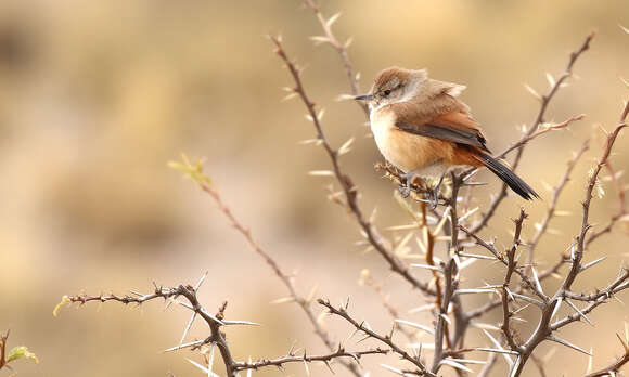 Image of Creamy-breasted Canastero