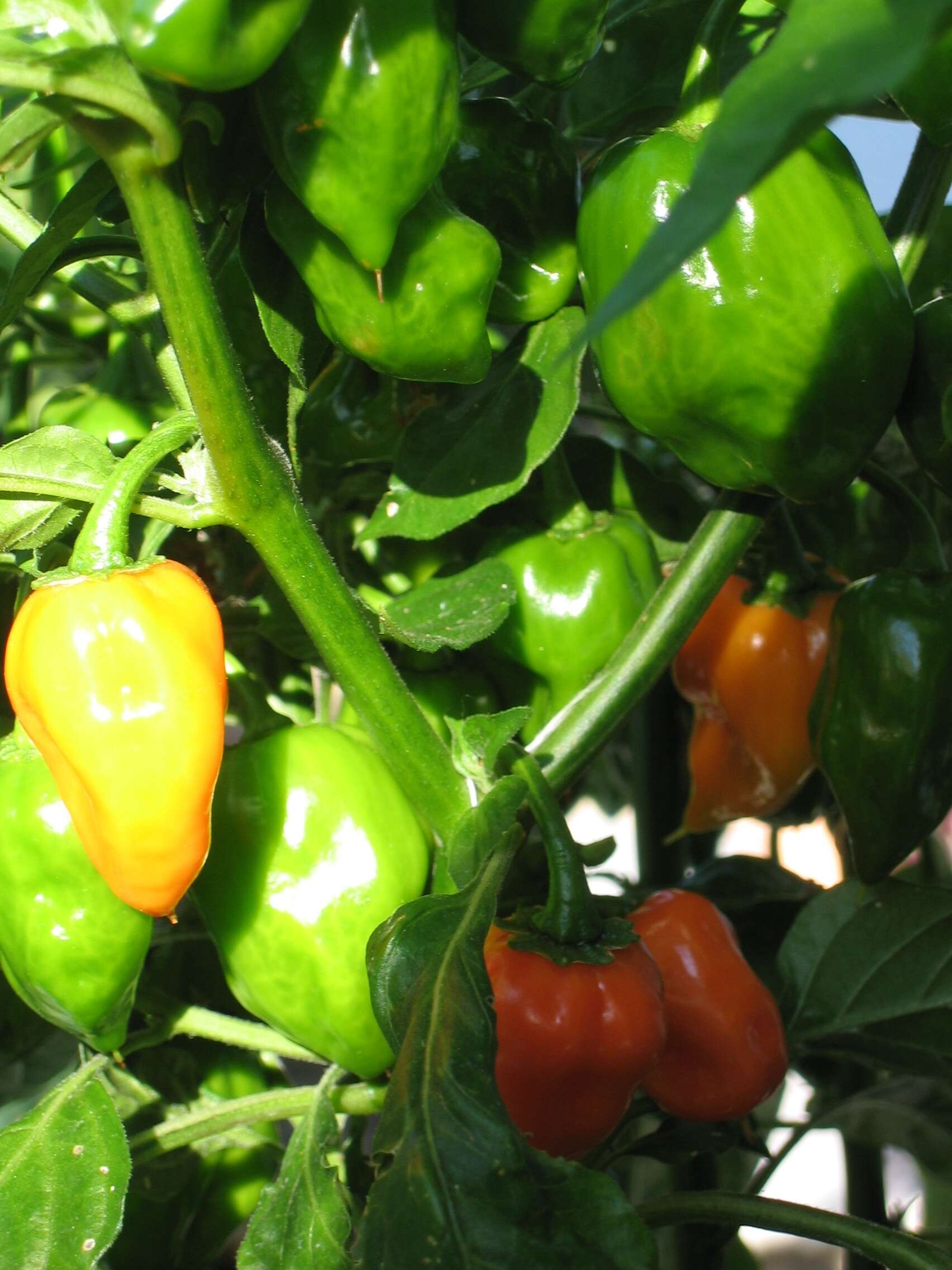 Image of Capsicum chinense