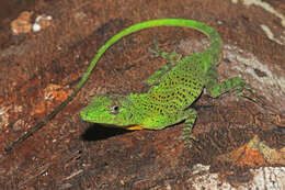 Image of Banded Tree Anole