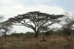 Imagem de Vachellia tortilis (Forssk.) Galasso & Banfi