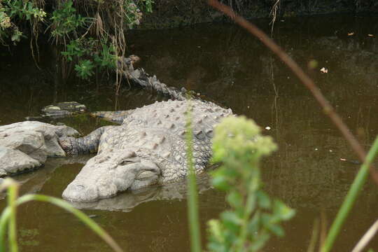 Image of Nile crocodile