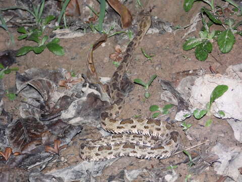 Image of Bothrops matogrossensis Amaral 1925