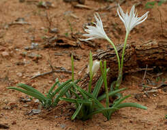 Image of Pancratium parvum Dalzell