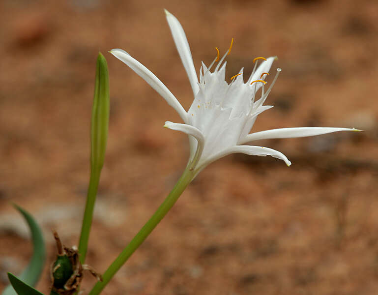 Image of Pancratium parvum Dalzell