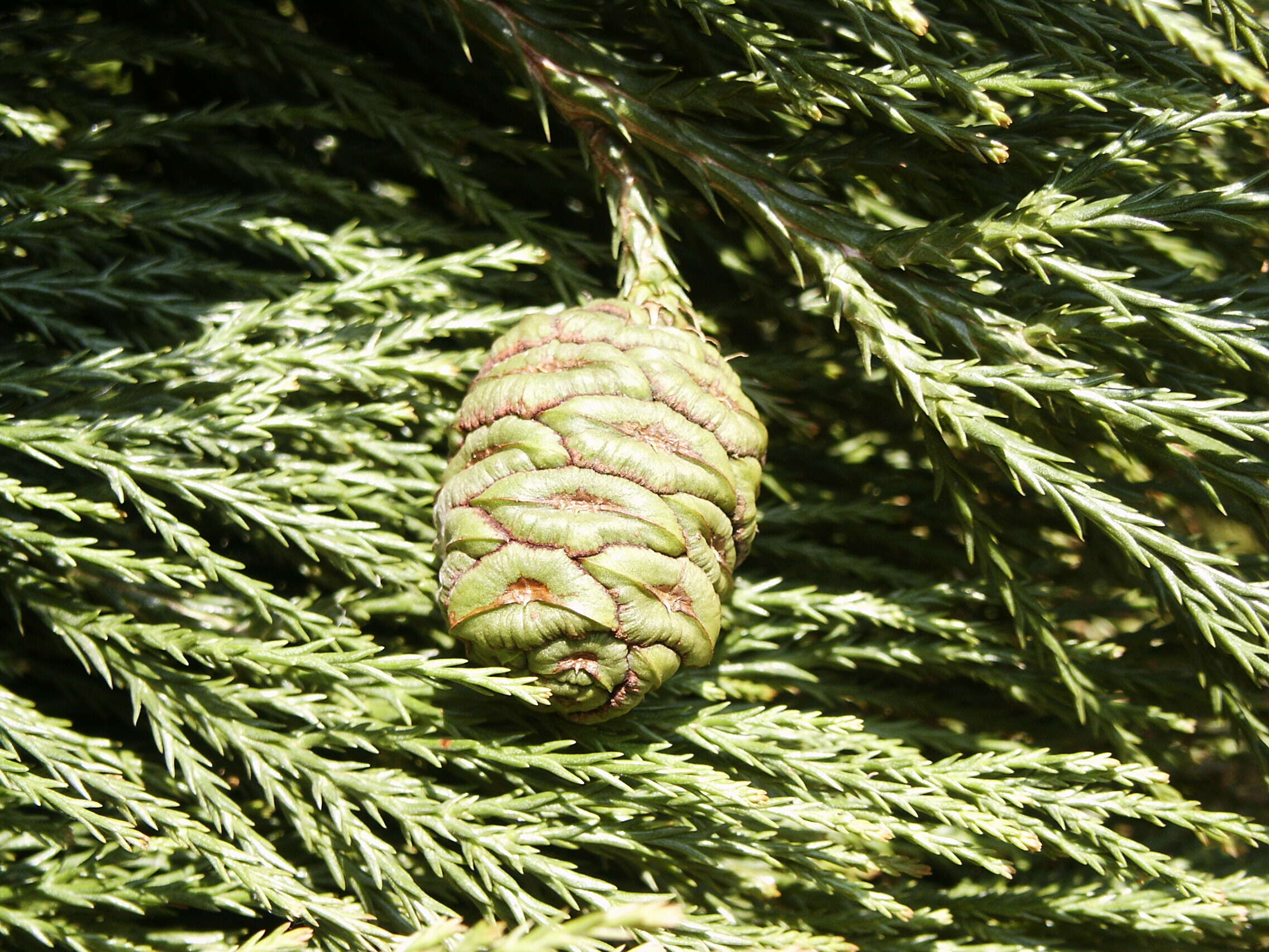 Image of giant sequoia