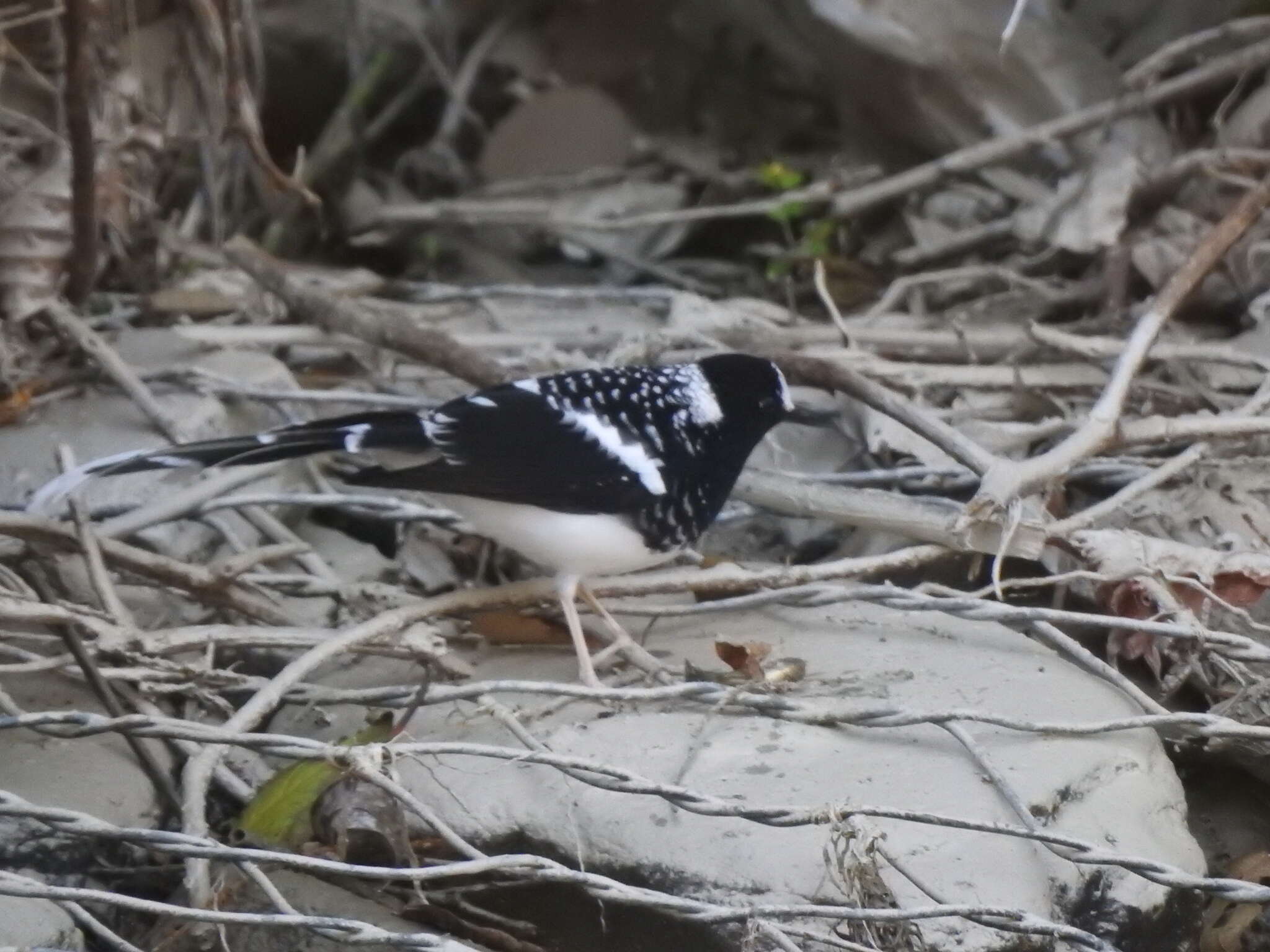 Image of Spotted Forktail