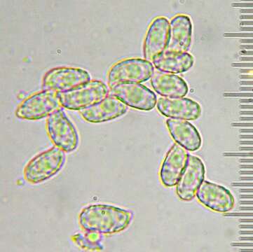 Ramaria sandaracina Marr & D. E. Stuntz 1974的圖片