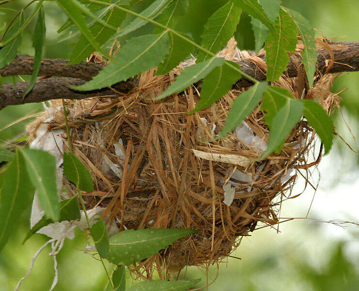 Image of Indian Golden Oriole